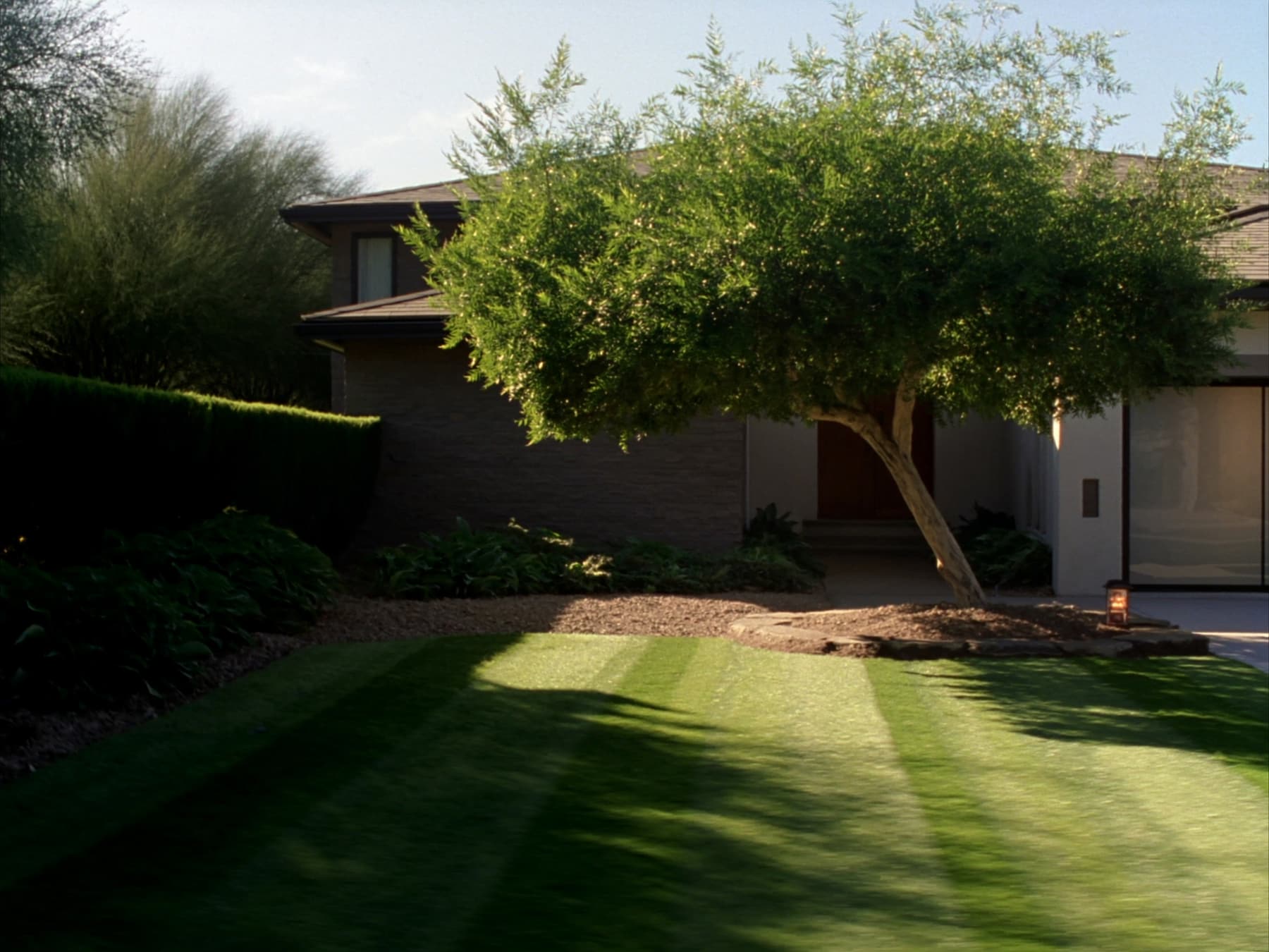 A shaped tree canopy over a lawn, trimmed by Curb Appeal